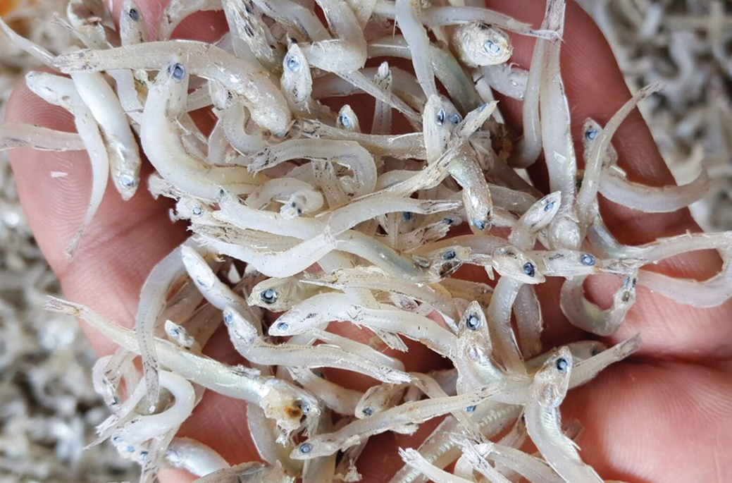 DRIED BOILED BABY ANCHOVY